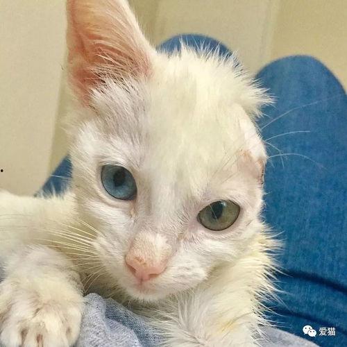 小猫吃土耳瓜,小猫的土耳其瓜美食之旅