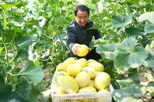 济阳吃瓜事件,一场网络狂欢背后的真相与反思