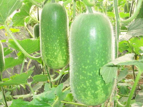 聪慧吃瓜视频大全,视频大全中的趣味人生