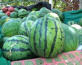 怎么快捷吃瓜,轻松吃瓜指南