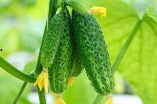 河北化工医药吃瓜