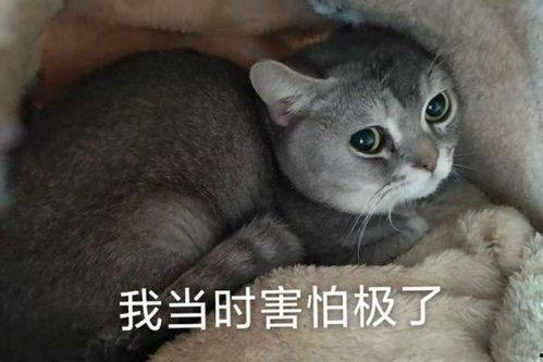 吃瓜跳车,揭秘网络舆论的狂欢与反思